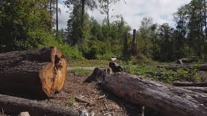 Best Firewood Processing and Delivery  in Hanover, MN