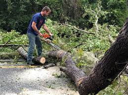 Best Palm Tree Trimming  in Hanover, MN