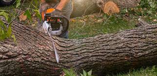 Best Tree Mulching  in Hanover, MN