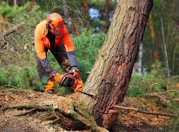 Best Fruit Tree Pruning  in Hanover, MN