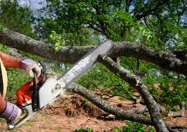 Best Storm Damage Tree Cleanup  in Hanover, MN