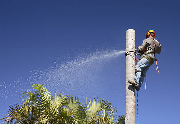 Best Tree Maintenance Programs  in Hanover, MN