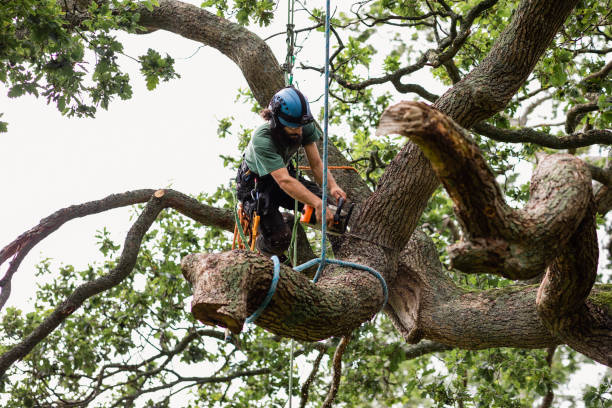 How Our Tree Care Process Works  in  Hanover, MN