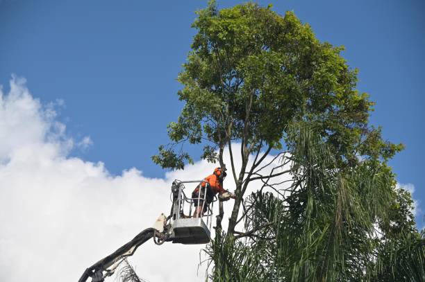 Best Commercial Tree Services  in Hanover, MN