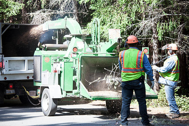 Best Emergency Tree Removal  in Hanover, MN