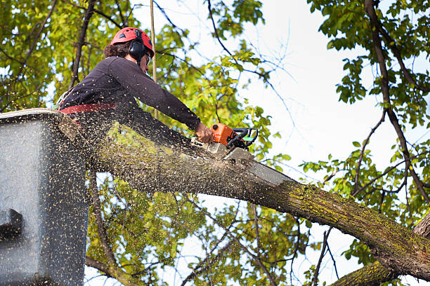 Best Tree Health Inspection  in Hanover, MN