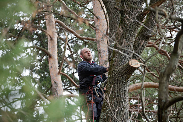 Best Lawn Dethatching  in Hanover, MN